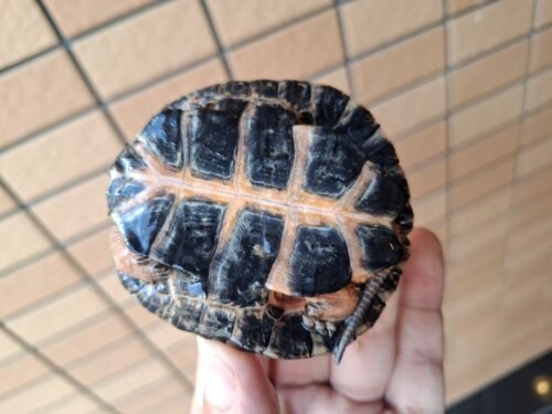 モリイシガメ（甲長約8cm）２４CB - 画像 (8)