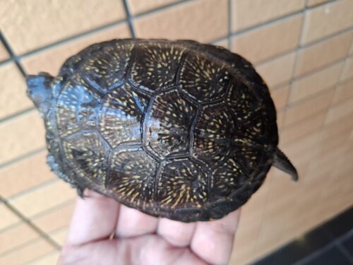ヨーロッパヌマガメ（甲長約11cm） - 画像 (7)