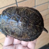 ヨーロッパヌマガメ（甲長約11cm）