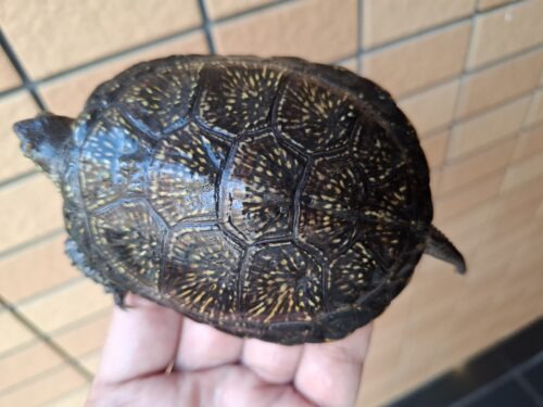 ヨーロッパヌマガメ（甲長約11cm）