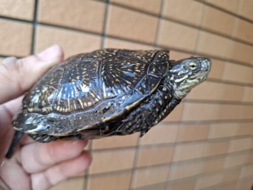 ヨーロッパヌマガメ（甲長約11cm） - 画像 (3)