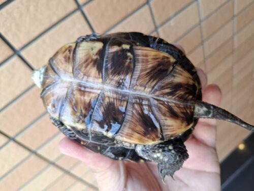 ヨーロッパヌマガメ（甲長約11cm） - 画像 (8)