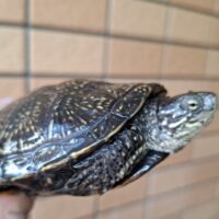 ヨーロッパヌマガメ（甲長約11cm）