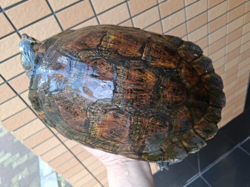 マダガスカルヨコクビガメ（甲長約30cm）メス - 画像 (6)