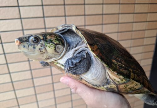 マダガスカルヨコクビガメ（甲長約30cm）メス - 画像 (2)