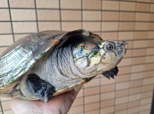 マダガスカルヨコクビガメ（甲長約30cm）メス - 画像 (10)