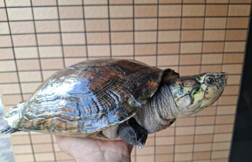 マダガスカルヨコクビガメ（甲長約30cm）メス - 画像 (8)