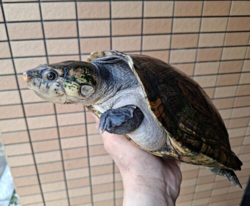 マダガスカルヨコクビガメ（甲長約30cm）メス - 画像 (9)