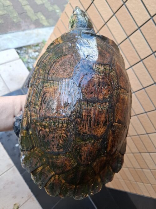 マダガスカルヨコクビガメ（甲長約30cm）メス - 画像 (11)