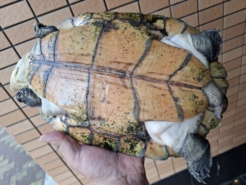 マダガスカルヨコクビガメ（甲長約30cm）メス - 画像 (12)