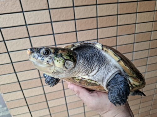 マダガスカルヨコクビガメ（甲長約30cm）メス - 画像 (4)