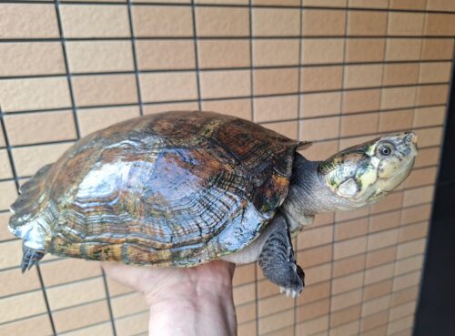 マダガスカルヨコクビガメ（甲長約30cm）メス