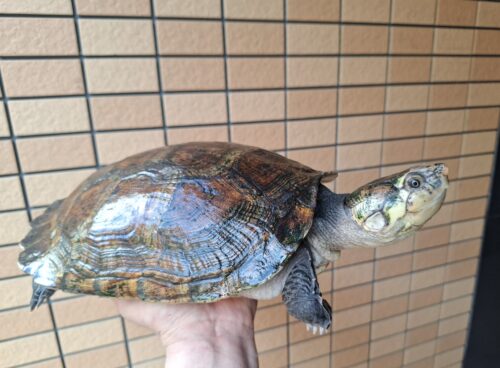 マダガスカルヨコクビガメ（甲長約30cm）メス - 画像 (3)