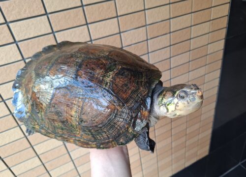 マダガスカルヨコクビガメ（甲長約30cm）メス - 画像 (7)