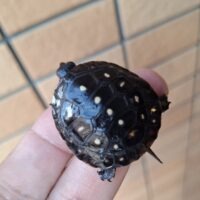 キボシイシガメ（25CB）