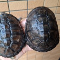 アフリカヌマヨコクビガメ（甲長約11、12cm）ペア