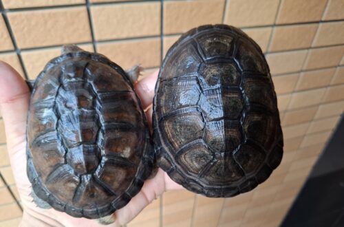 アフリカヌマヨコクビガメ（甲長約11、12cm）ペア