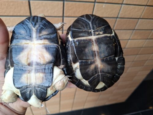 アフリカヌマヨコクビガメ（甲長約11、12cm）ペア - 画像 (8)
