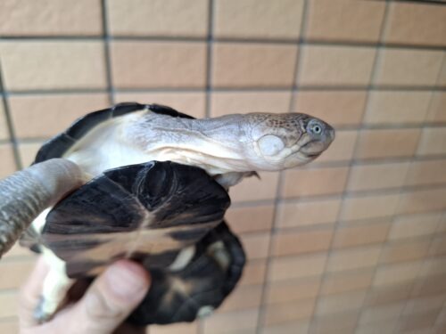 アフリカヌマヨコクビガメ（甲長約11、12cm）ペア - 画像 (5)