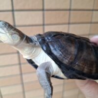 アフリカヌマヨコクビガメ（甲長約11、12cm）ペア