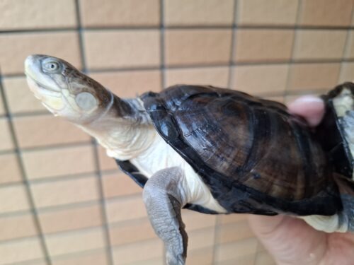 アフリカヌマヨコクビガメ（甲長約11、12cm）ペア - 画像 (2)