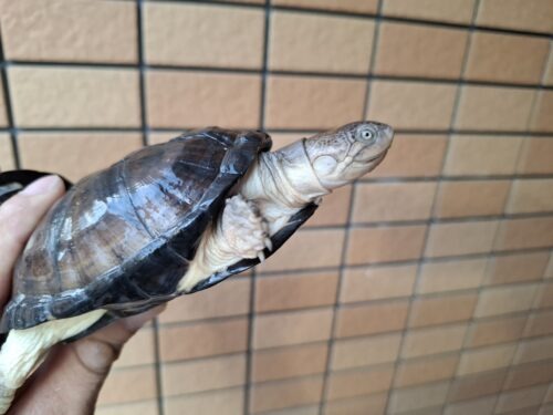アフリカヌマヨコクビガメ（甲長約11、12cm）ペア - 画像 (4)