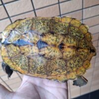 ニホンイシガメ（淡路島産）WC （ハイカラー）飼込み甲長約17～19cm 尾切れ メス
