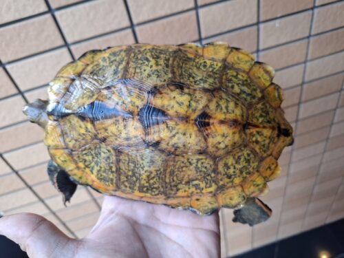 ニホンイシガメ（淡路島産）WC （ハイカラー）飼込み甲長約17～19cm 尾切れ メス - 画像 (2)