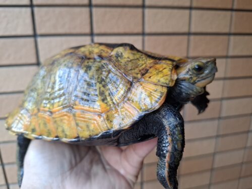 ニホンイシガメ（淡路島産）WC （ハイカラー）飼込み甲長約17～19cm 尾切れ メス - 画像 (4)