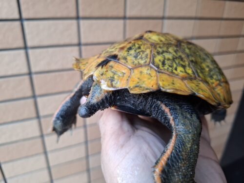 ニホンイシガメ（淡路島産）WC （ハイカラー）飼込み甲長約17～19cm 尾切れ メス - 画像 (5)