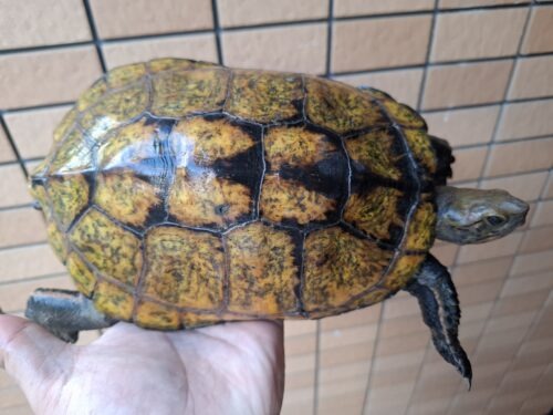 ニホンイシガメ（淡路島産）WC （ハイカラー）飼込み甲長約17～19cm 尾切れ メス - 画像 (6)