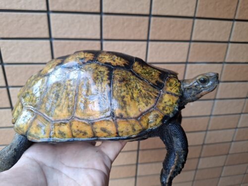ニホンイシガメ（淡路島産）WC （ハイカラー）飼込み甲長約17～19cm 尾切れ メス - 画像 (7)