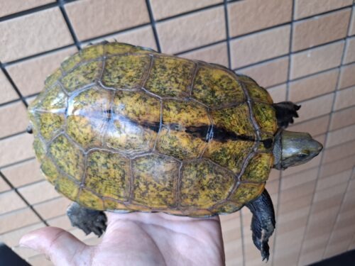 ニホンイシガメ（淡路島産）WC （ハイカラー）飼込み甲長約17～19cm 尾切れ メス - 画像 (10)