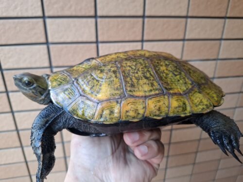 ニホンイシガメ（淡路島産）WC （ハイカラー）飼込み甲長約17～19cm 尾切れ メス - 画像 (12)