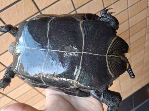 ニホンイシガメ（淡路島産）WC （ハイカラー）飼込み甲長約17～19cm 尾切れ メス - 画像 (13)