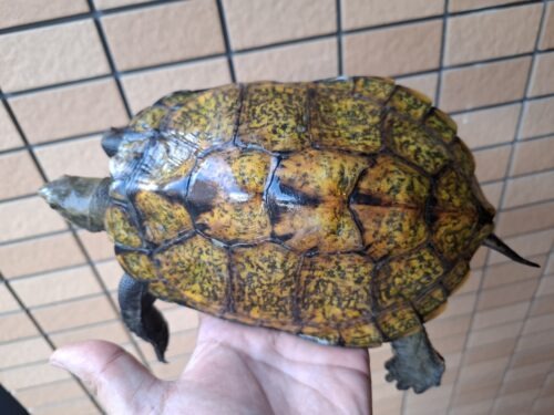 ニホンイシガメ（淡路島産）WC 飼込み 甲長約18cm メス - 画像 (3)