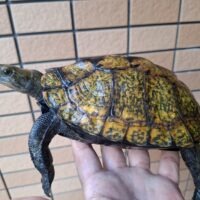 ニホンイシガメ（淡路島産）WC 飼込み 甲長約18cm メス