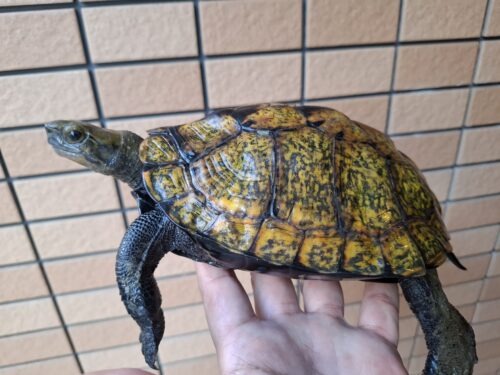 ニホンイシガメ（淡路島産）WC 飼込み 甲長約18cm メス
