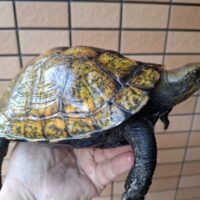 ニホンイシガメ（淡路島産）WC 飼込み 甲長約18cm メス