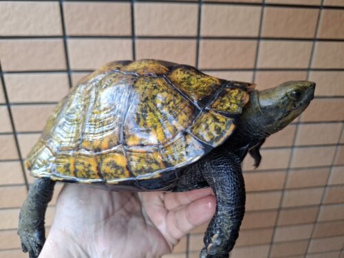 ニホンイシガメ（淡路島産）WC 飼込み 甲長約18cm メス - 画像 (2)