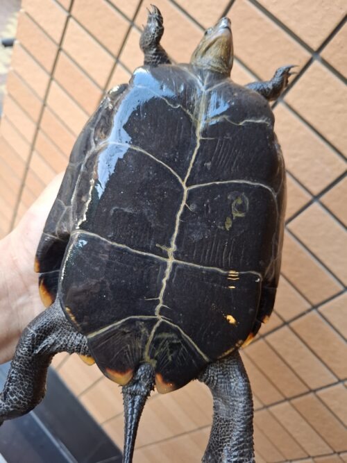 ニホンイシガメ（淡路島産）WC 飼込み 甲長約18cm メス - 画像 (4)
