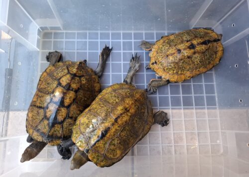 ニホンイシガメ（淡路島産）WC （ハイカラー）飼込み甲長約17～19cm 尾切れ メス - 画像 (14)