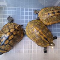 ニホンイシガメ（淡路島産）WC （ハイカラー）飼込み甲長約17～19cm 尾切れ メス