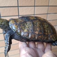 ニホンイシガメ（淡路島産）WC　甲長約16cm オス