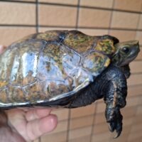 ニホンイシガメ（淡路島産）WC　甲長約16cm オス