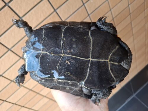 ニホンイシガメ（淡路島産）WC （ハイカラー）飼込み甲長約17～19cm 尾切れ メス - 画像 (9)