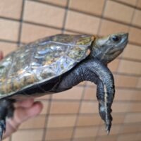 ニホンイシガメ（淡路島産）WC 甲長約13,5cm オス