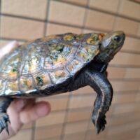 ニホンイシガメ（淡路島産）WC 甲長約11cm オス