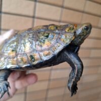 ニホンイシガメ（淡路島産）WC 甲長約11cm オス