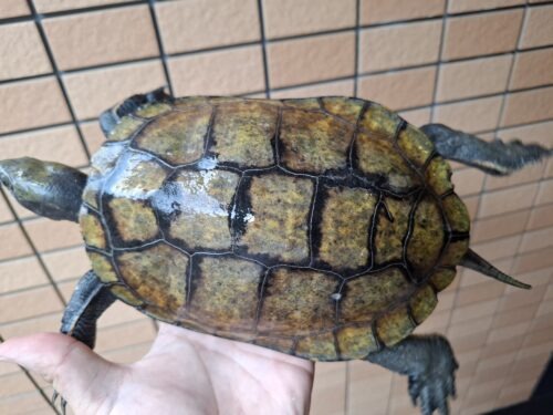 ニホンイシガメ（種子島産）WC 飼込み 甲長約19cm メス  多甲板 - 画像 (6)